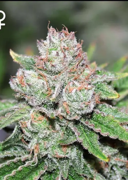 Zangria by Fiya Farmer, Photoperiod cannabis strain