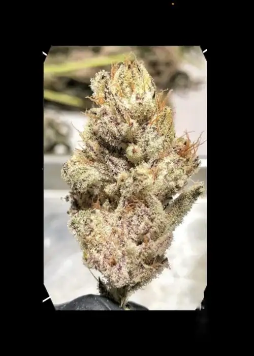 Zantasia by Umami Seed Co, Photoperiod cannabis strain