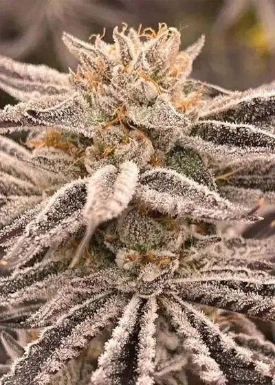 Zapplez by Conscious Genetics, Photoperiod cannabis strain