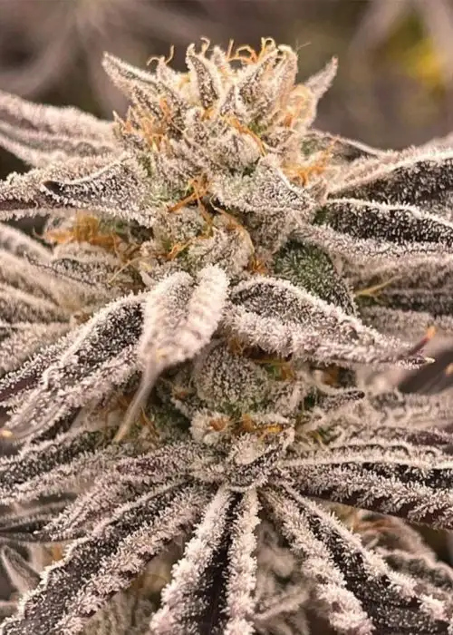 Zapplez by Conscious Genetics, Photoperiod cannabis strain