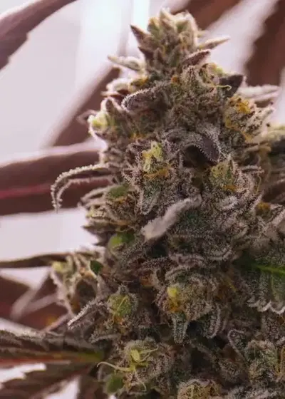 Zeal by Umami Seed Co, Photoperiod cannabis strain