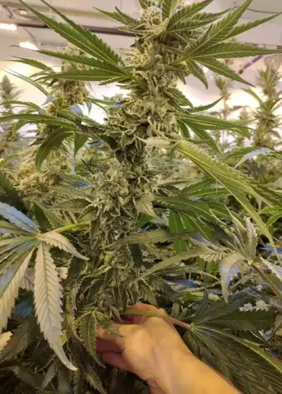 Zelatti by Umami Seed Co, Photoperiod cannabis strain