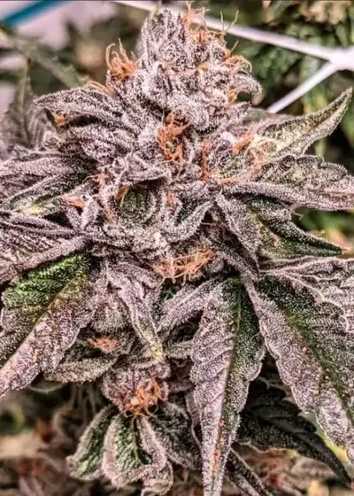 Zeltzer by Umami Seed Co, Photoperiod cannabis strain
