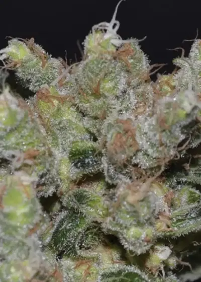 Zen by CBD Seeds, Photoperiod cannabis strain