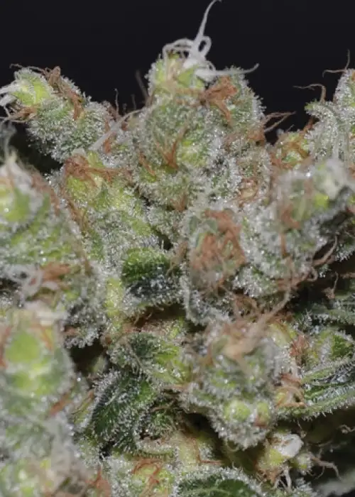 Zen by CBD Seeds, Photoperiod cannabis strain