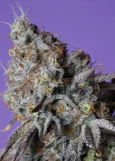 Zerberry by Grounded Genetics, Photoperiod cannabis strain
