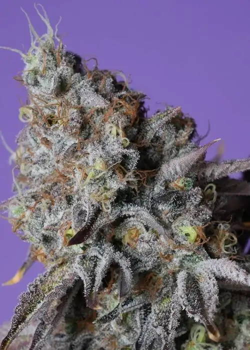 Zerberry by Grounded Genetics, Photoperiod cannabis strain