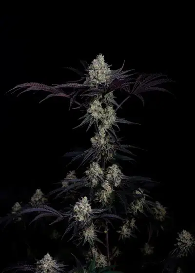 Zero Dosi by Art Genetix, Photoperiod cannabis strain