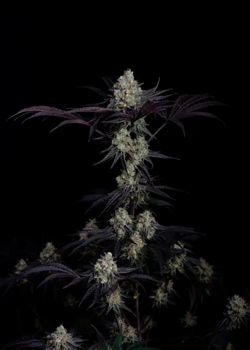 Zero Dosi by Art Genetix, Photoperiod cannabis strain