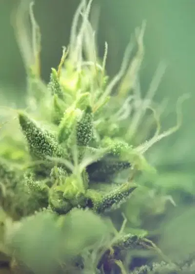 Zero by Genofarm, Photoperiod cannabis strain