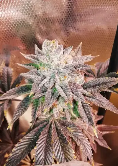 Zhead by The Grateful Seeds, Photoperiod cannabis strain
