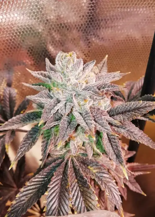 Zhead by The Grateful Seeds, Photoperiod cannabis strain