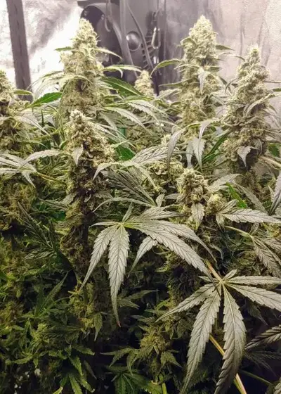 Ziggy Stardust by Katsu Seeds, Photoperiod cannabis strain