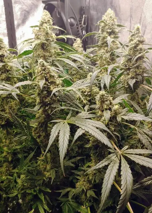 Ziggy Stardust by Katsu Seeds, Photoperiod cannabis strain