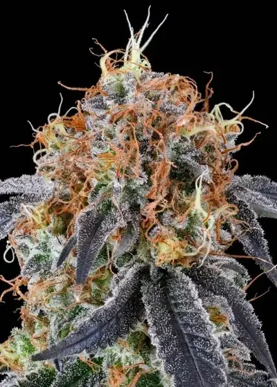 Zilk Road by Grounded Genetics, Photoperiod cannabis strain
