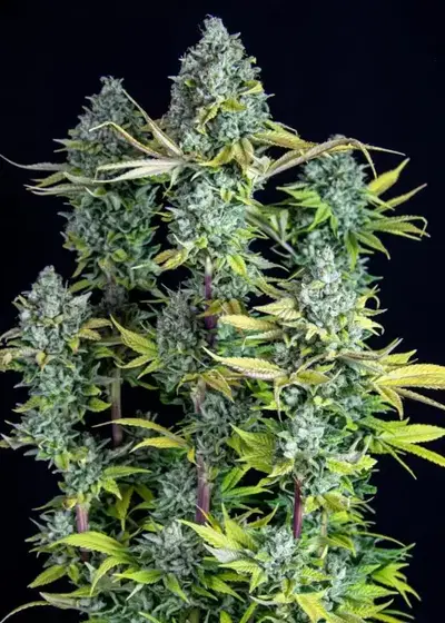 Zinfandel by Black Tuna Seeds, Photoperiod cannabis strain