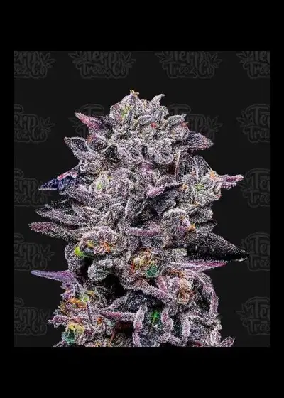 Zinnamon Milk by Terp Treez Co., Photoperiod cannabis strain