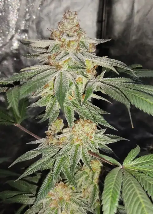 Zk Fruit by The Kush Brothers, Photoperiod cannabis strain