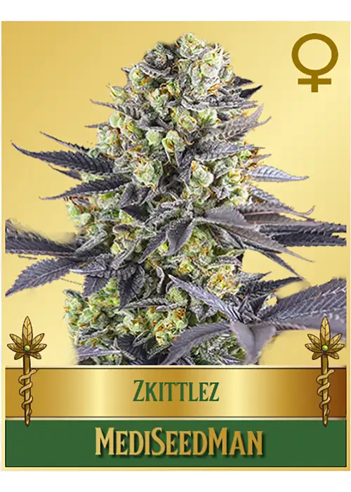 Zkitlez by Mediseed Man, Photoperiod cannabis strain