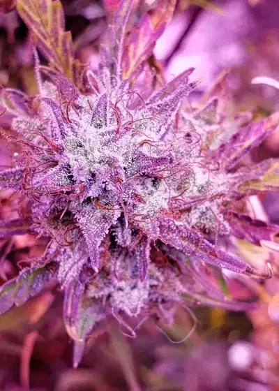 Zkitllez Autoflower by Crop King Seeds, Autoflower cannabis strain