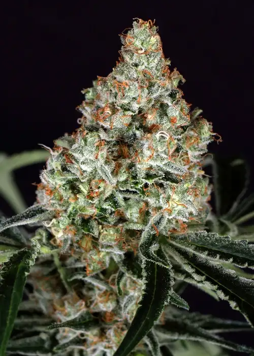 Zkittalicious by Exotic Seed, Photoperiod cannabis strain