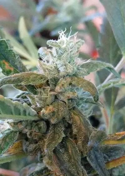 Zkittels Autoflower by Keraseeds, Autoflower cannabis strain