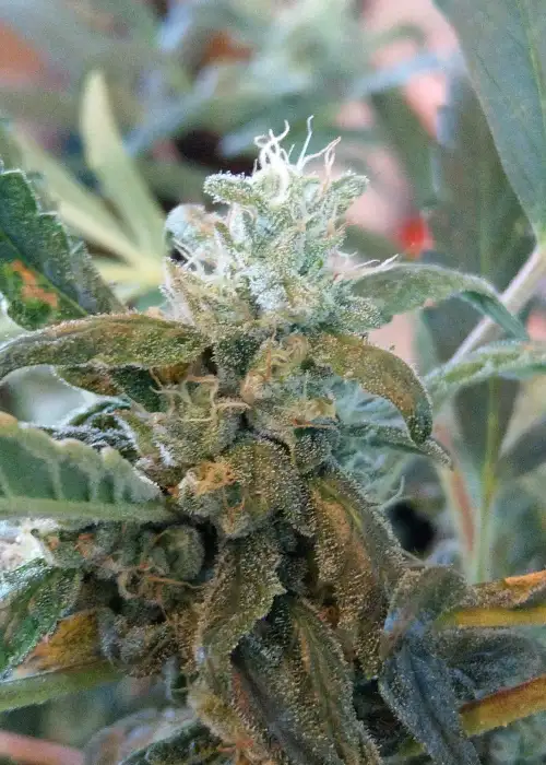 Zkittels Autoflower by Keraseeds, Autoflower cannabis strain
