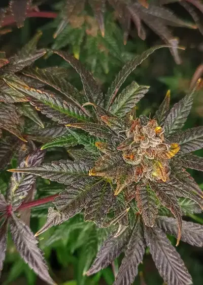 Zkittels by Keraseeds, Photoperiod cannabis strain