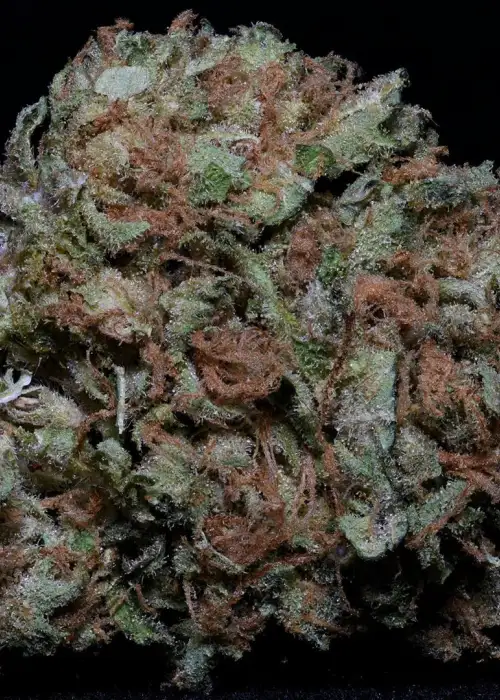 Zkittelz by Big Head Seeds, Photoperiod cannabis strain