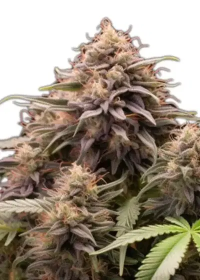 Zkittles Auto by Cannabiorganic genetics, Autoflower cannabis strain