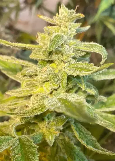 Zkittles Skunk Runtz by SoFem Genetics, Autoflower cannabis strain
