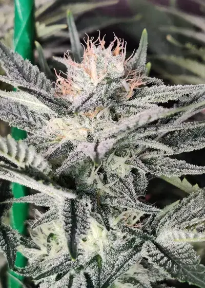 Zkittles by Monster Genetics, Photoperiod cannabis strain