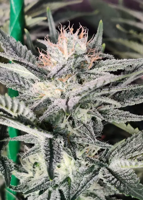 Zkittles by Monster Genetics, Photoperiod cannabis strain