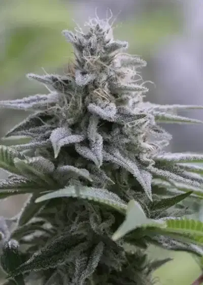 Zkittlez 2.0 by Silent Seeds, Photoperiod cannabis strain