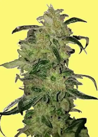 Zkittlez Auto by Lineage Genetics, Autoflower cannabis strain