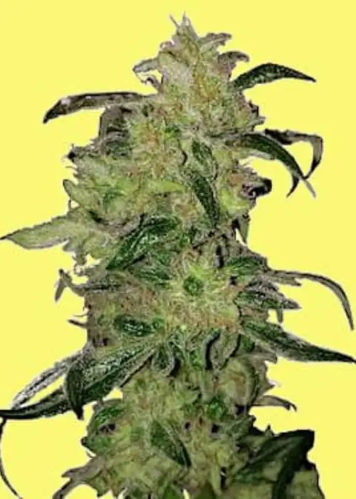 Zkittlez Auto by Lineage Genetics, Autoflower cannabis strain