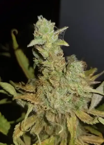 Zkittlez Fem by 207 Genetics, Photoperiod cannabis strain
