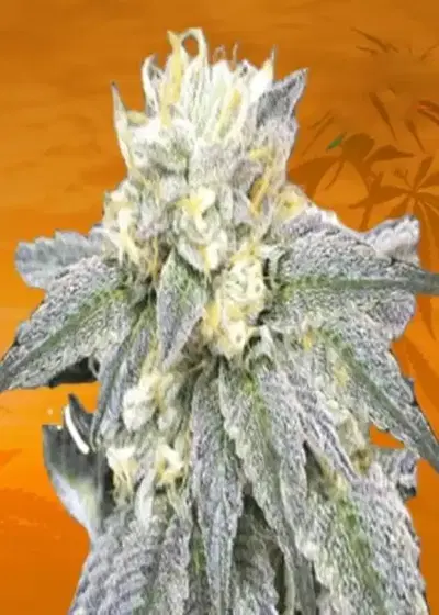 Zkittlez Feminized by Seeds Genetics Co., Photoperiod cannabis strain