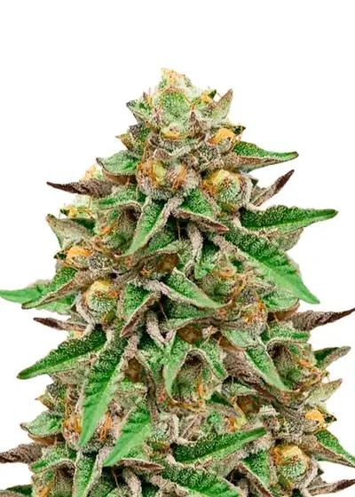 Zkittlez Gelato Auto by Dutch Genetics, Autoflower cannabis strain