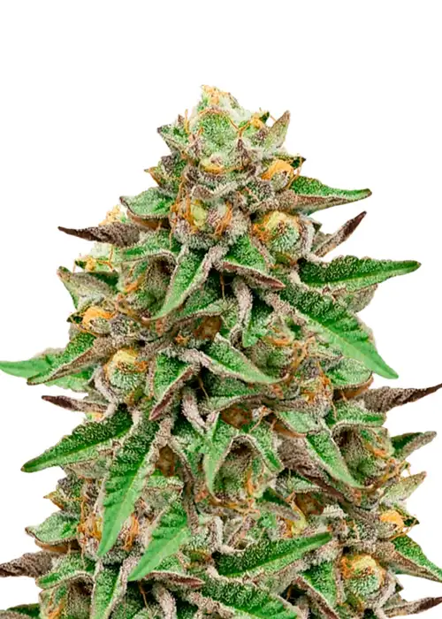Zkittlez Gelato Auto by Dutch Genetics, Autoflower cannabis strain