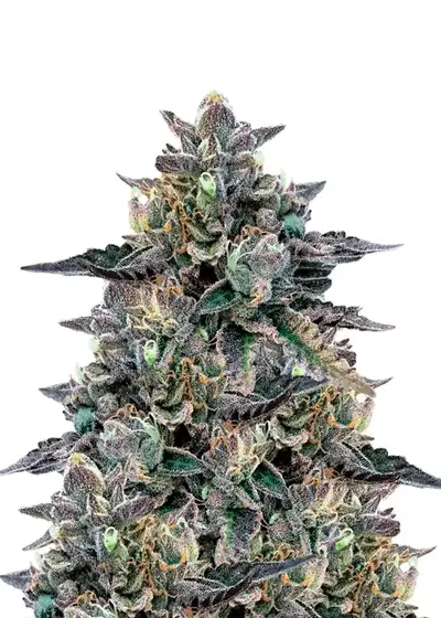 Zkittlez Gelato by Dutch Genetics, Photoperiod cannabis strain