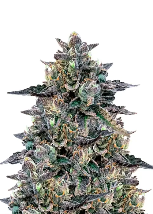 Zkittlez Gelato by Dutch Genetics, Photoperiod cannabis strain