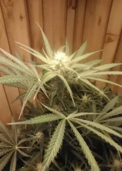 ZkittleZ Glue by Expert Seeds, Photoperiod cannabis strain
