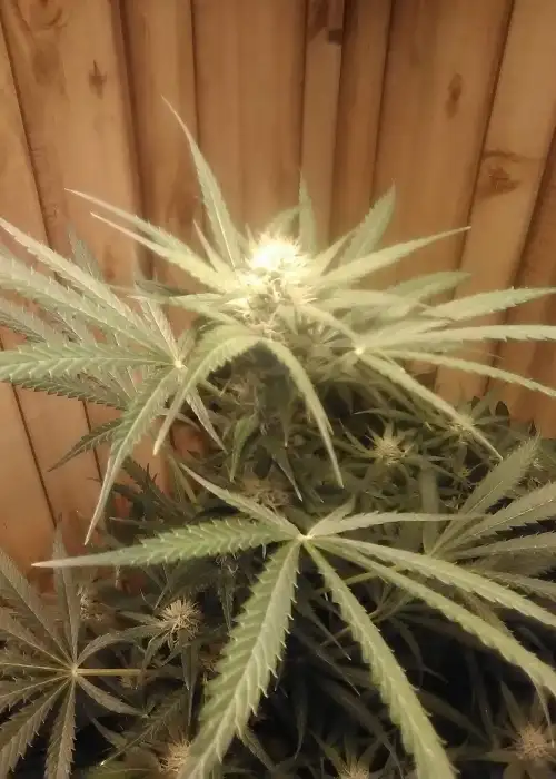 ZkittleZ Glue by Expert Seeds, Photoperiod cannabis strain