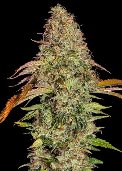 Zkittlez OG Auto by Barney's Farm, Autoflower cannabis strain