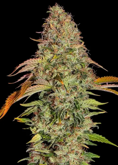 Zkittlez OG Auto by Barney's Farm, Autoflower cannabis strain
