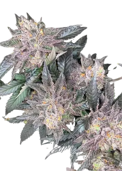 Zkittlez x Candy Rain by UKHTA Genetics, Photoperiod cannabis strain