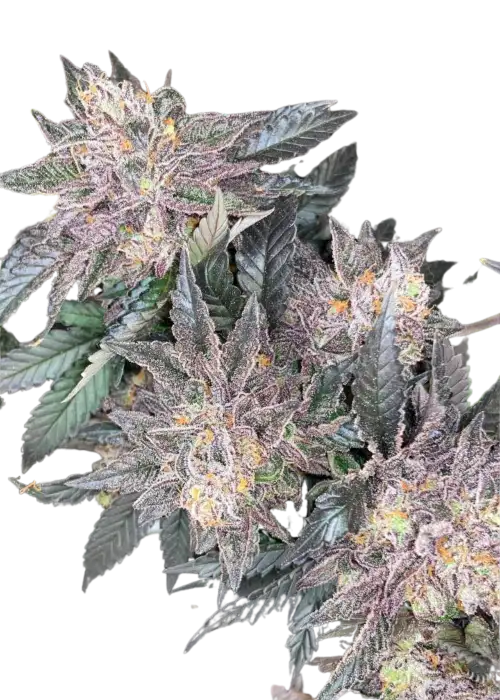 Zkittlez x Candy Rain by UKHTA Genetics, Photoperiod cannabis strain