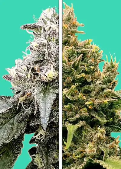 Zkittlez x Red Velvet by Nupeddler, Photoperiod cannabis strain