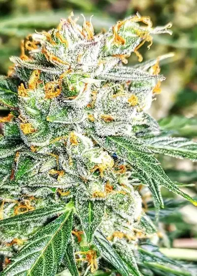 Zkittlez by Lineage Genetics, Photoperiod cannabis strain